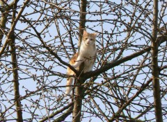 Fonds d'cran Animaux Chat dans un arbre