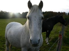  Animaux Chevaux