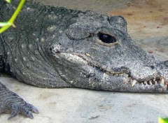  Animals Portrait d'un crocodile 