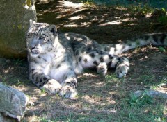  Animaux Léopard Safari de Peaugres