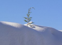  Nature Cyprs qui perce la neige