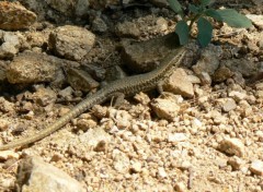  Animaux Lézard des murailles