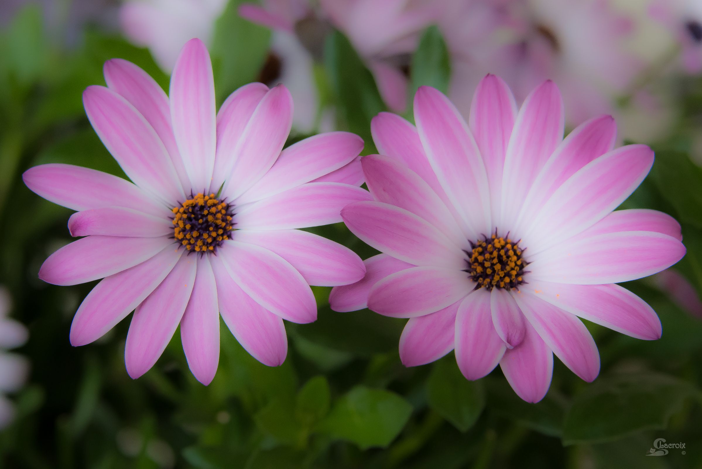 Wallpapers Nature Flowers Marguerite du Cap