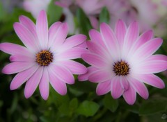  Nature Marguerite du Cap