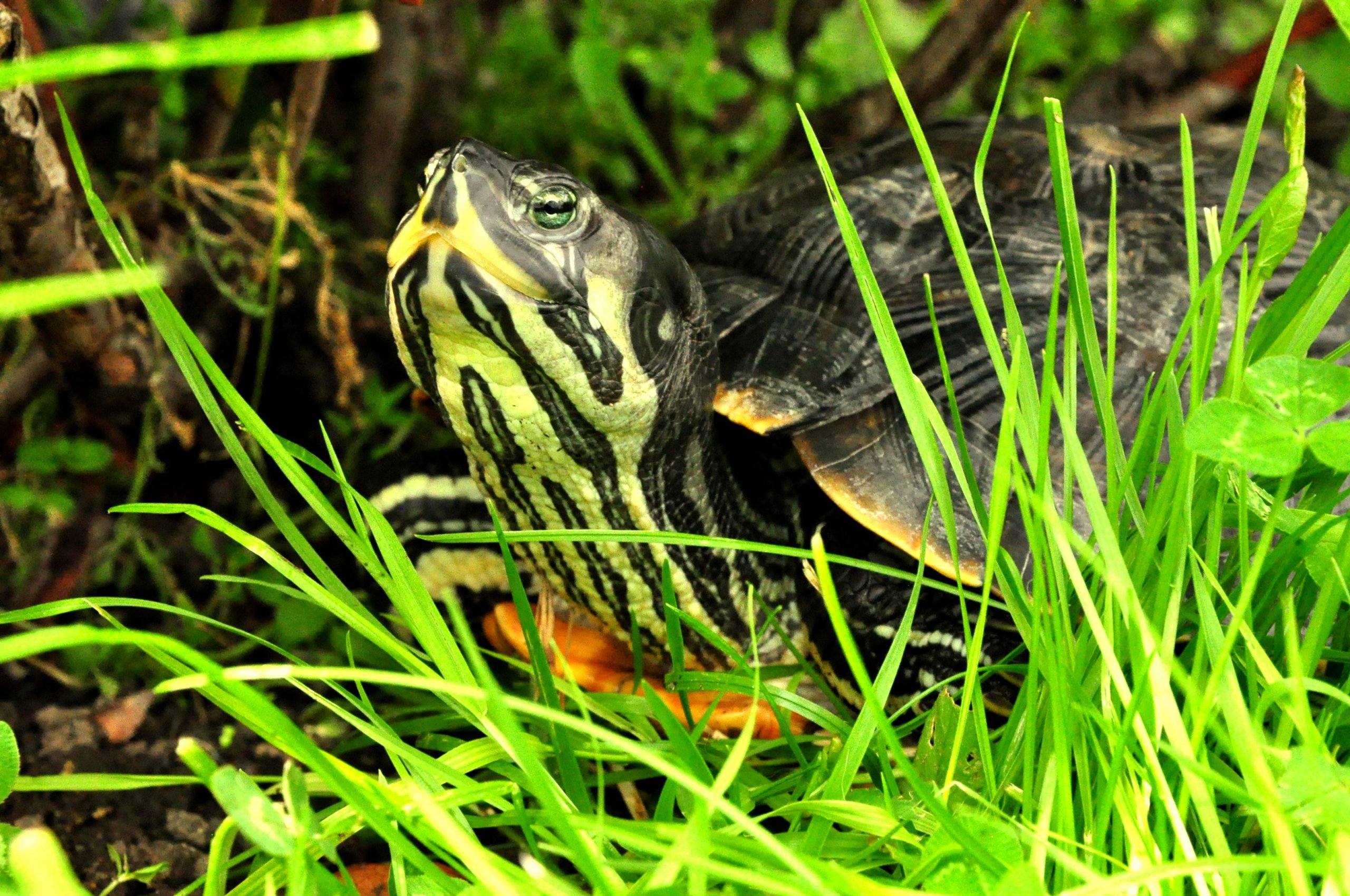 Fonds d'cran Animaux Tortues Femelle Tortue