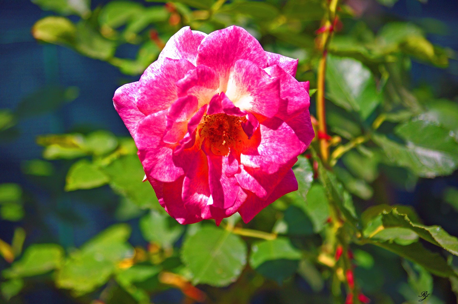 Fonds d'cran Nature Fleurs 