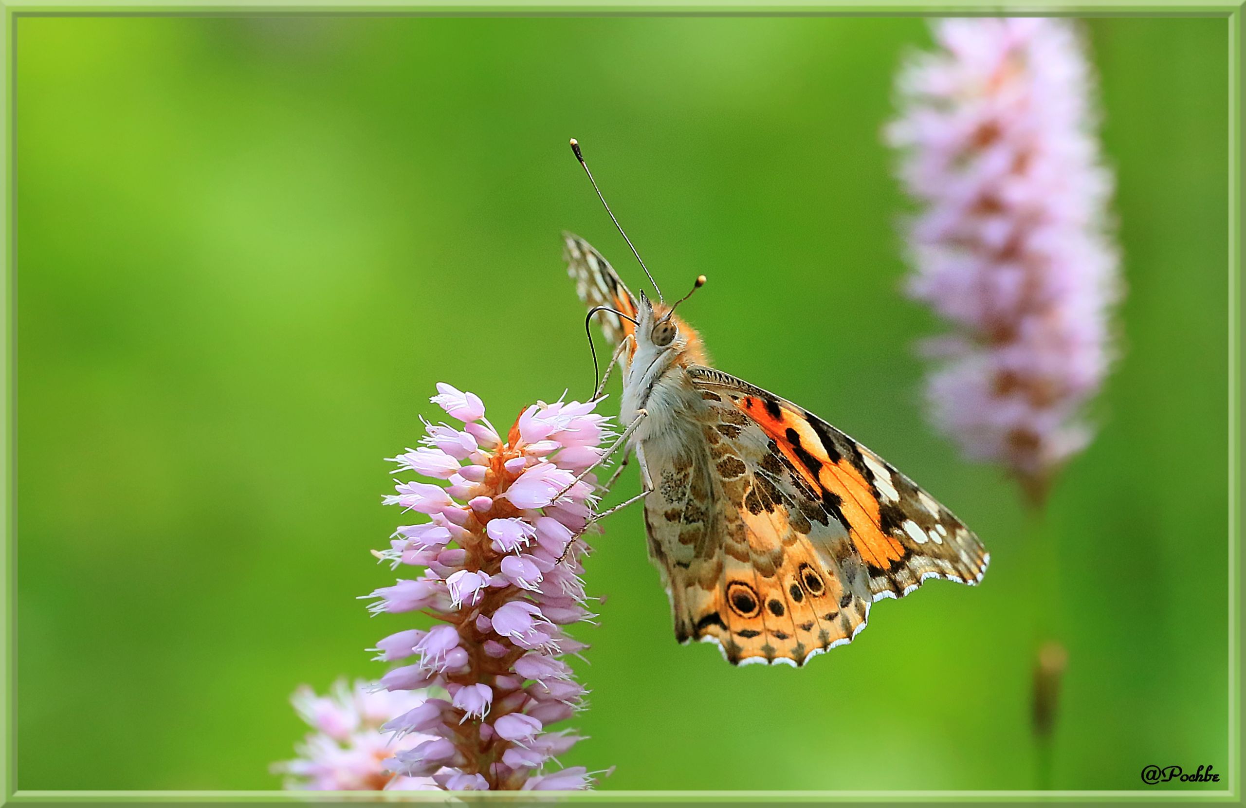 Fonds d'cran Animaux Insectes - Papillons 