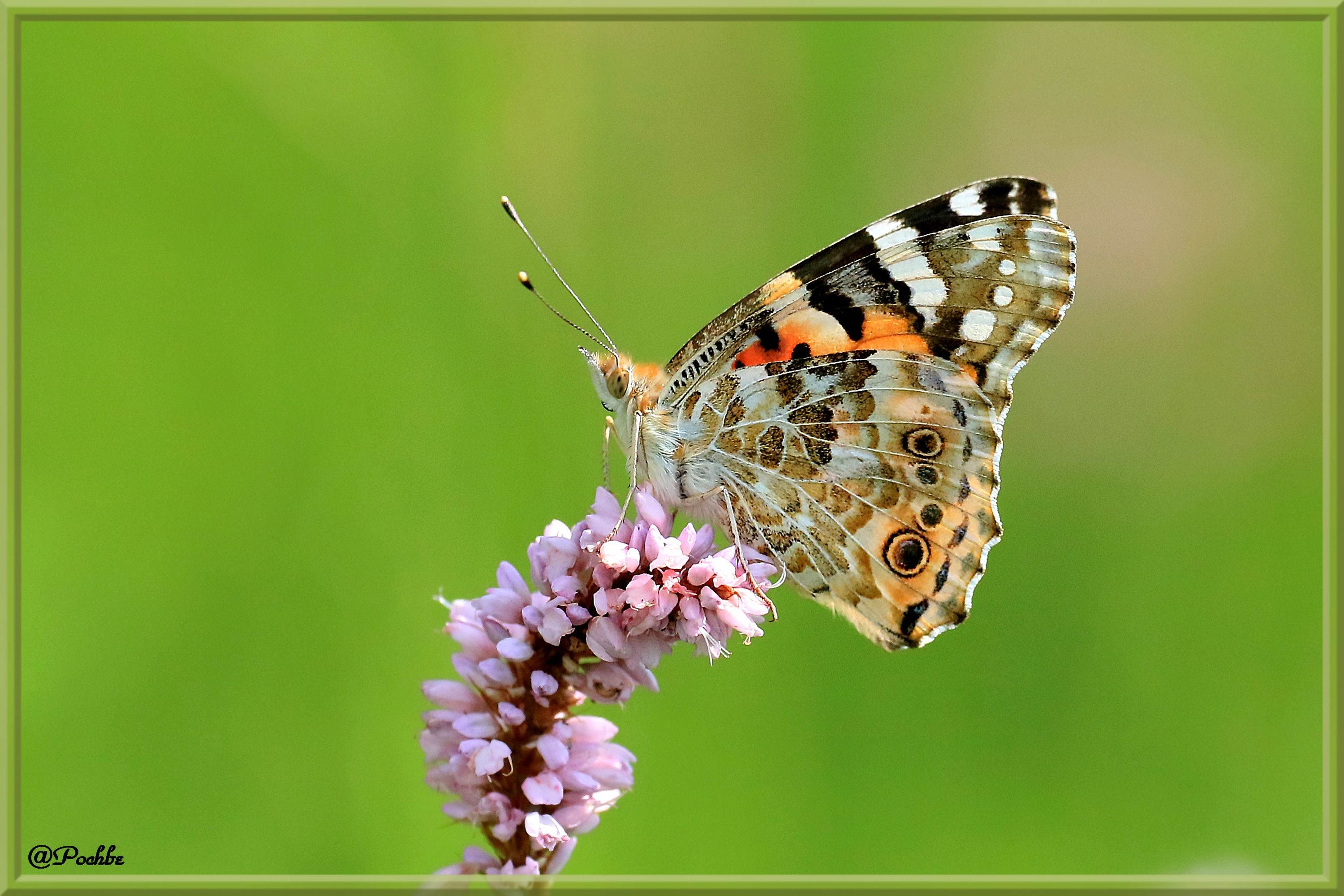 Fonds d'cran Animaux Insectes - Papillons 