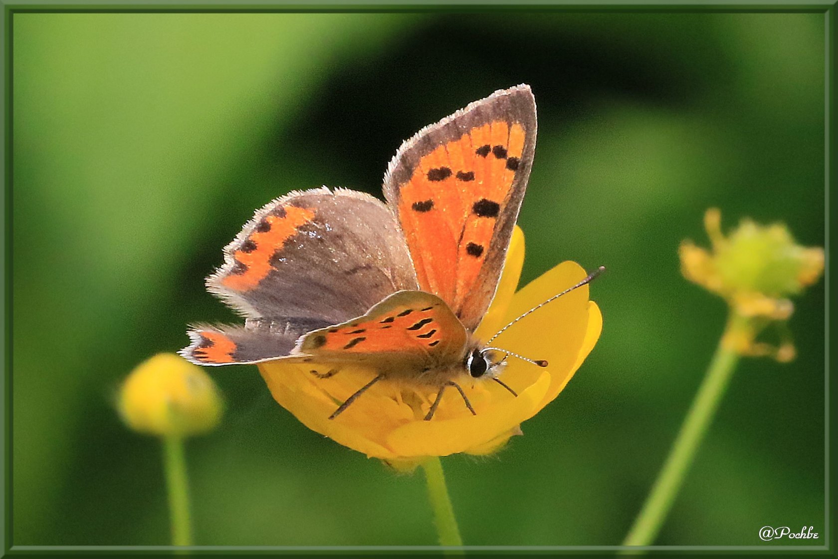 Wallpapers Animals Insects - Butterflies 