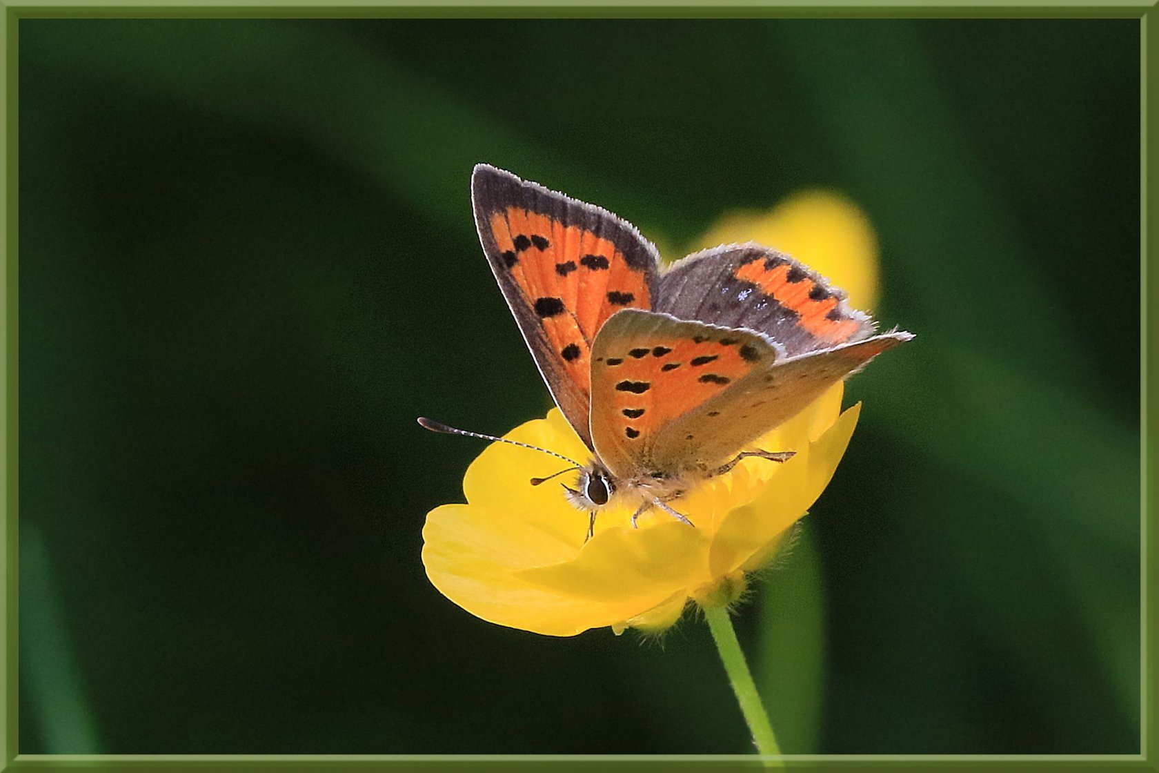 Fonds d'cran Animaux Insectes - Papillons 