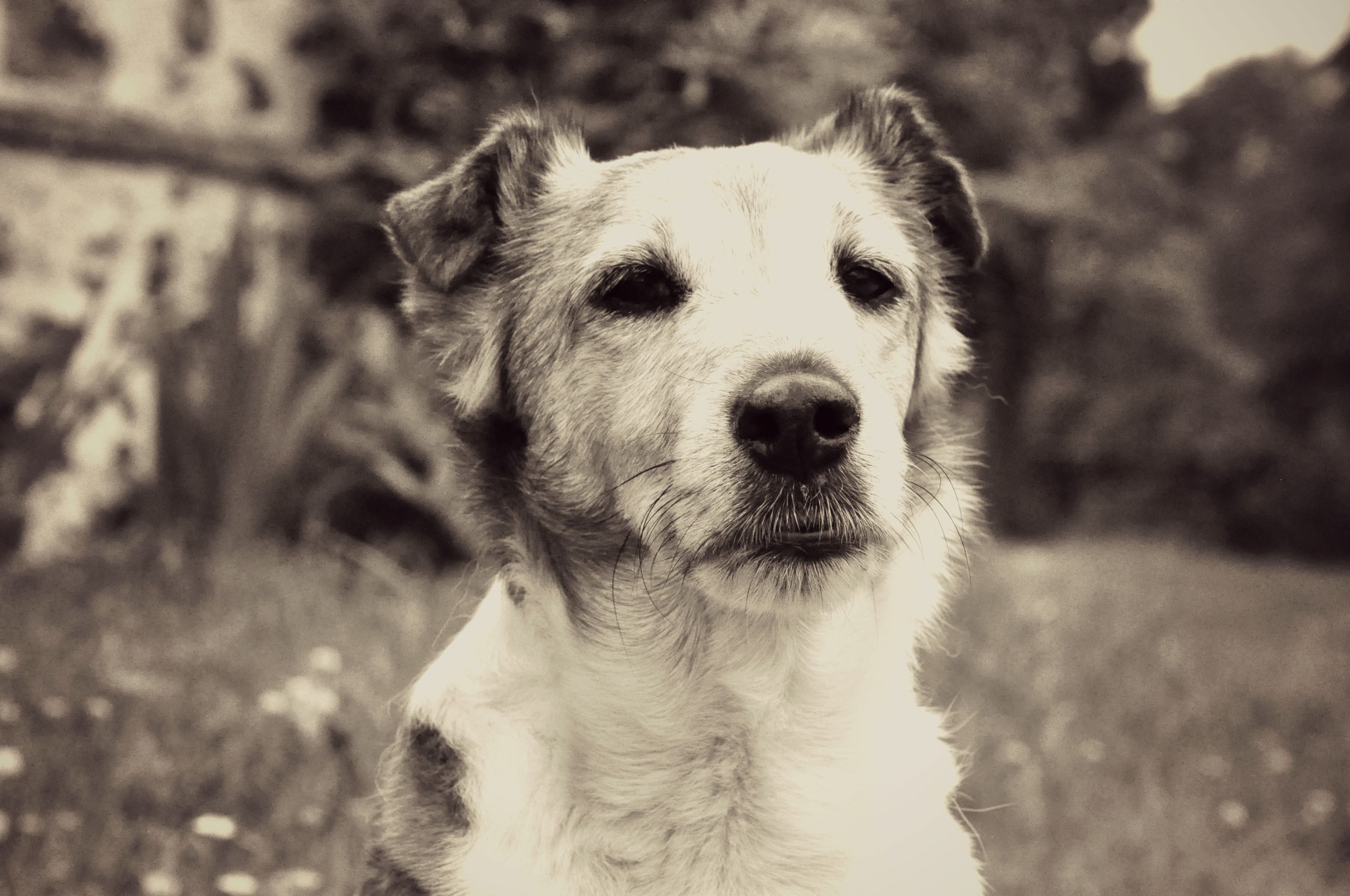 Fonds d'cran Animaux Chiens Vanille 