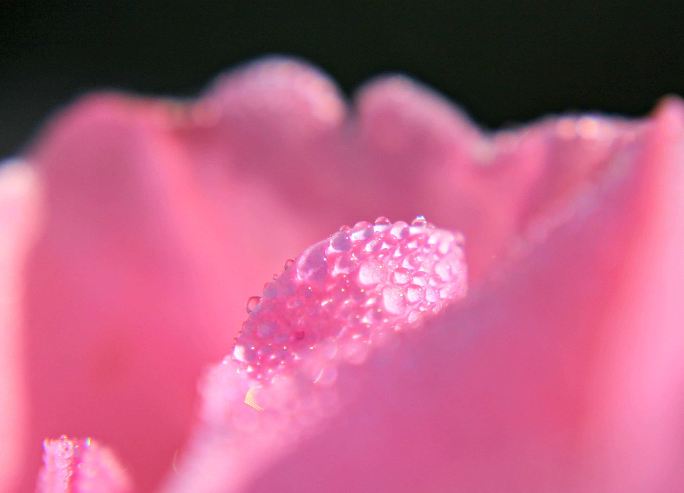 Fonds d'cran Nature Eau - Gouttes, rose 