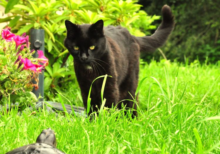 Fonds d'cran Animaux Chats - Chatons bedi 