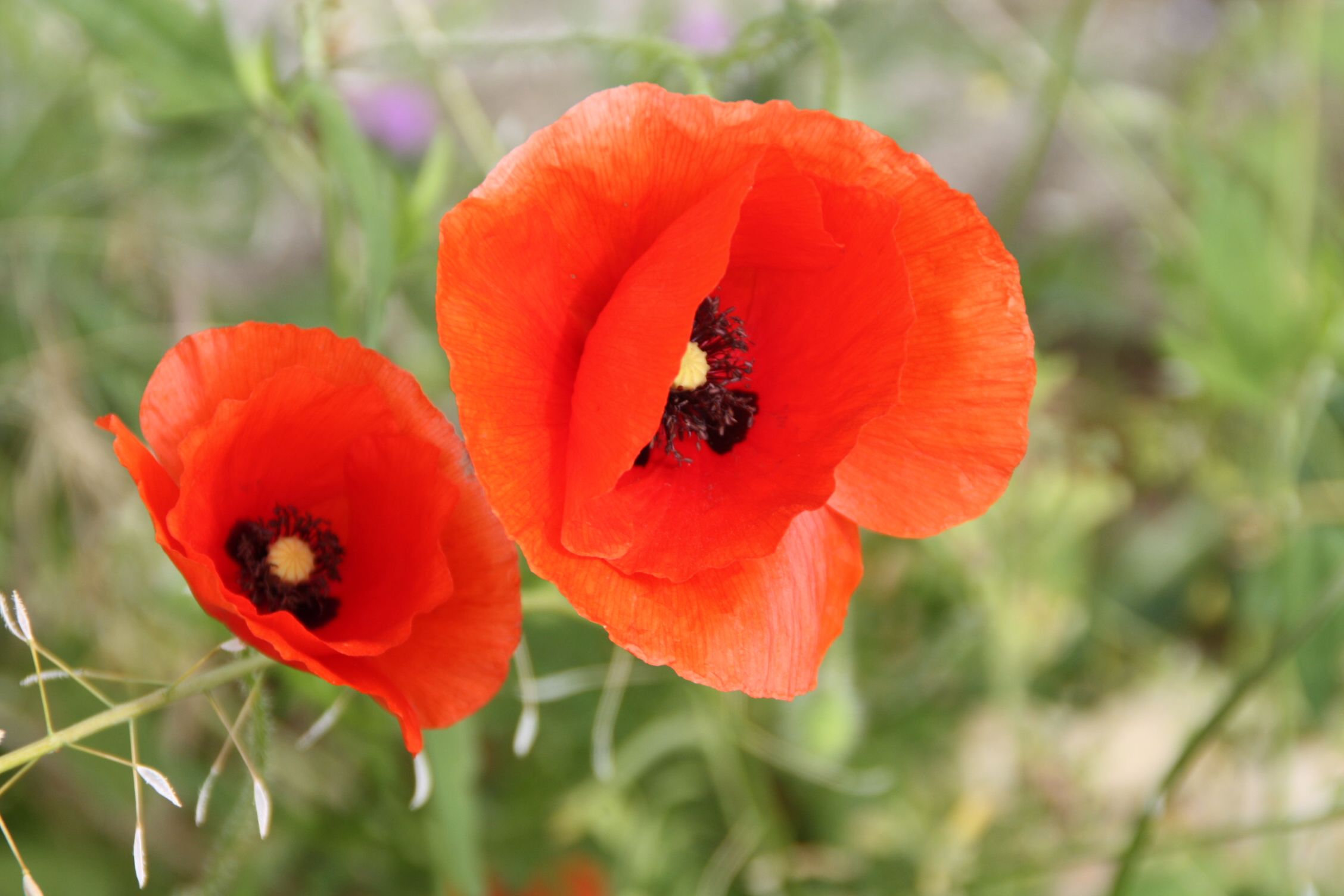 Fonds d'cran Nature Fleurs 