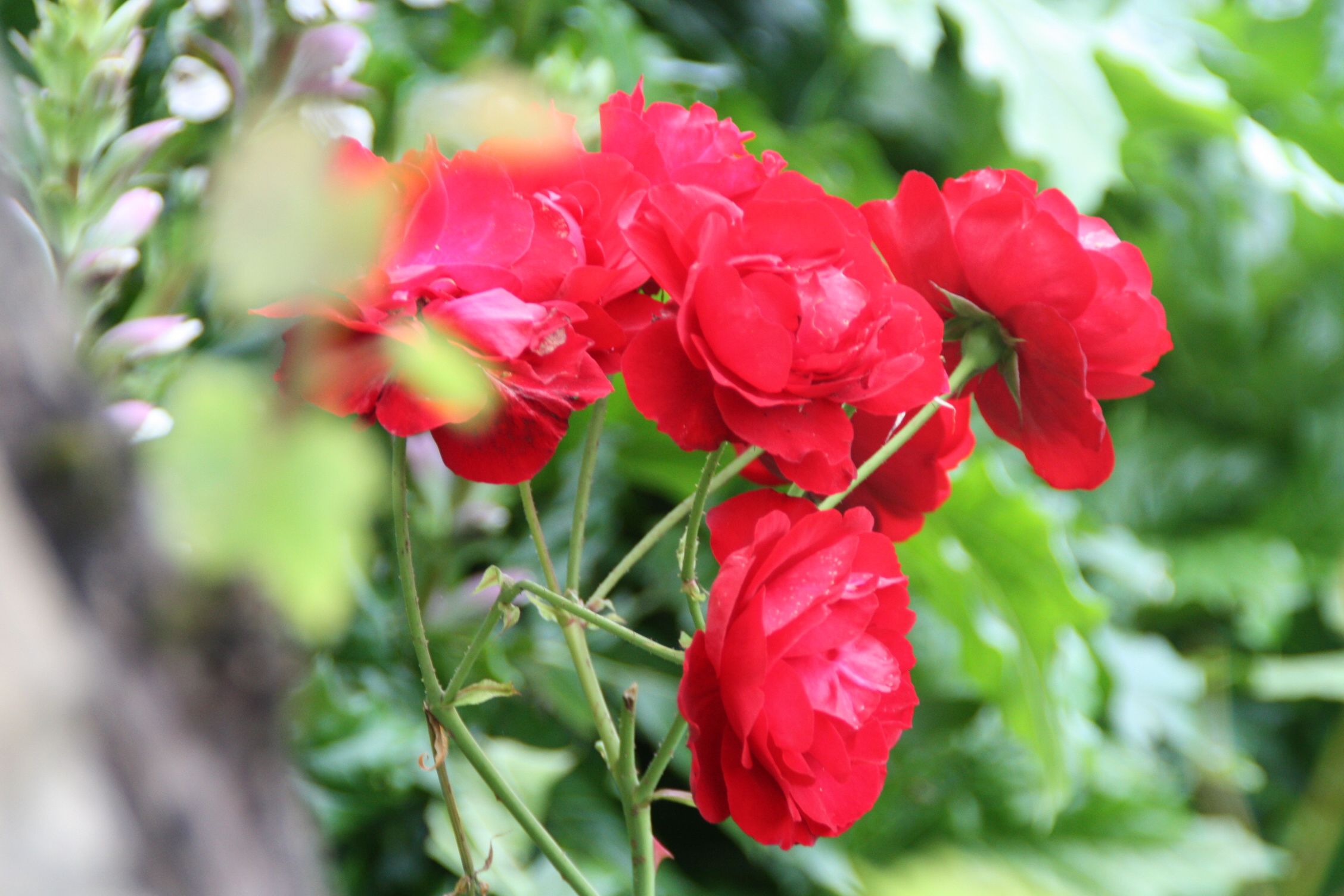 Fonds d'cran Nature Fleurs 