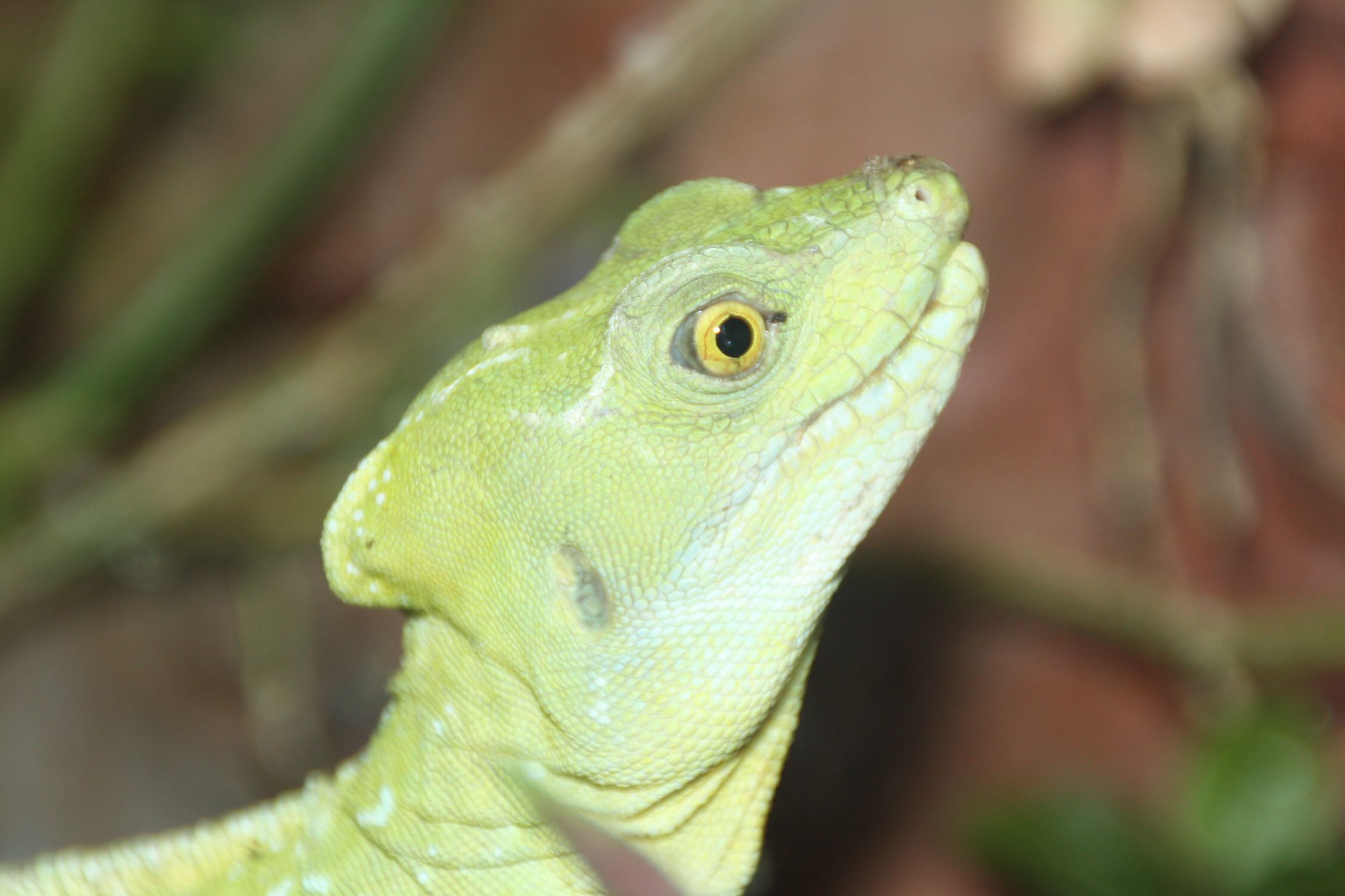 Fonds d'cran Animaux Iguanes 