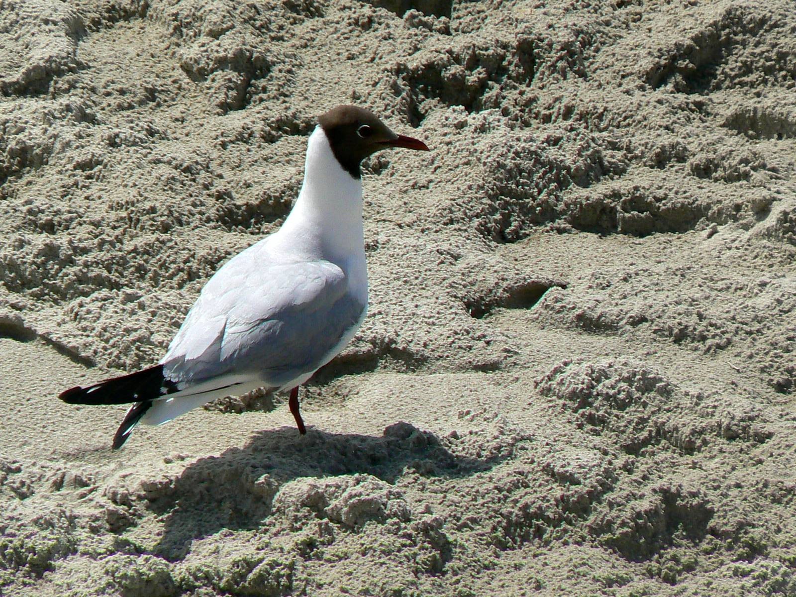 Fonds d'cran Animaux Oiseaux - Mouettes et Golands Mouette rieuse