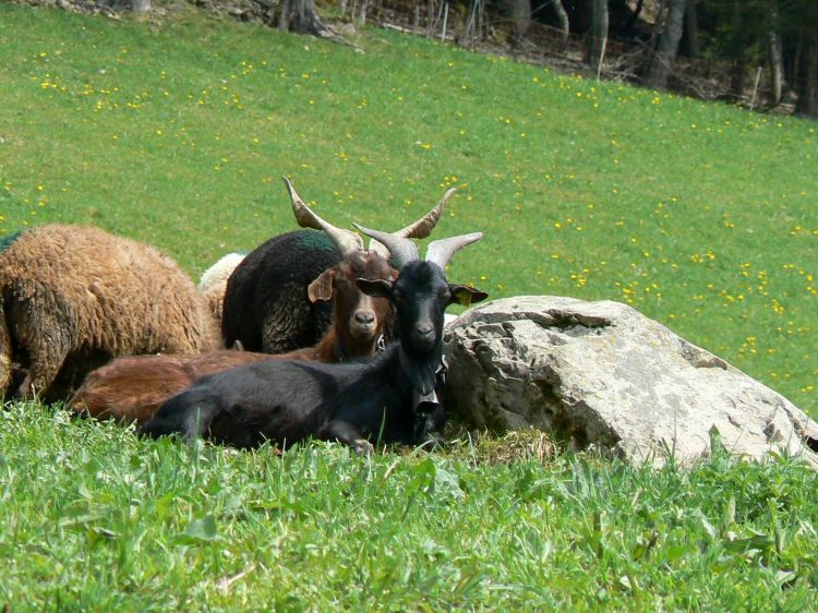 Fonds d'cran Animaux Chvres Chèvres en alpage