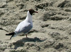  Animaux Mouette rieuse