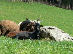  Animaux Chèvres en alpage