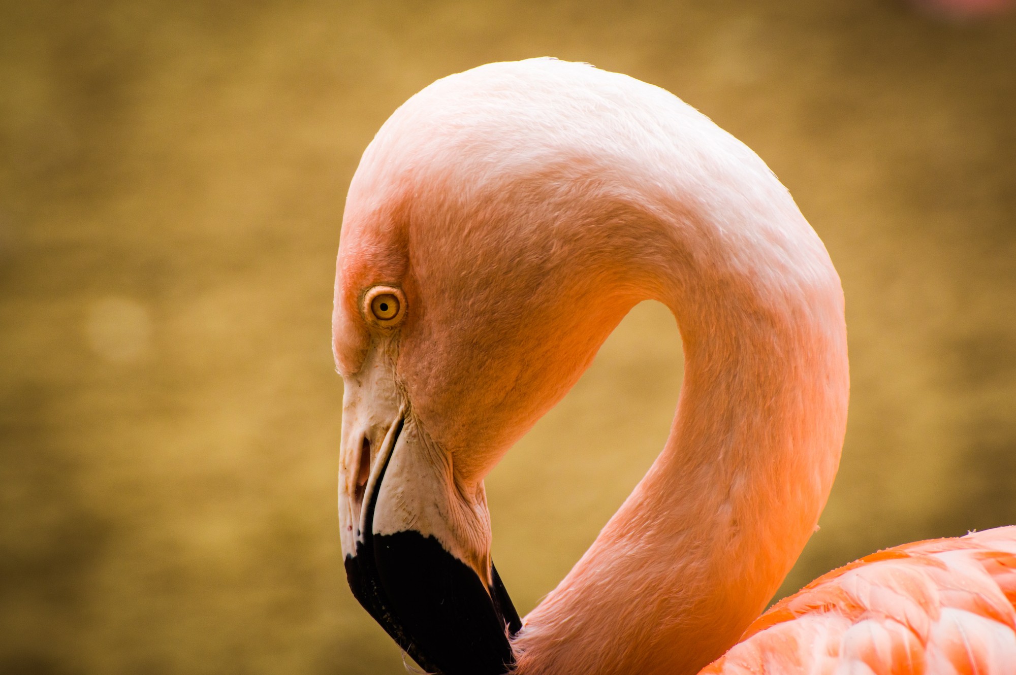 Fonds d'cran Animaux Oiseaux - Flamands roses 