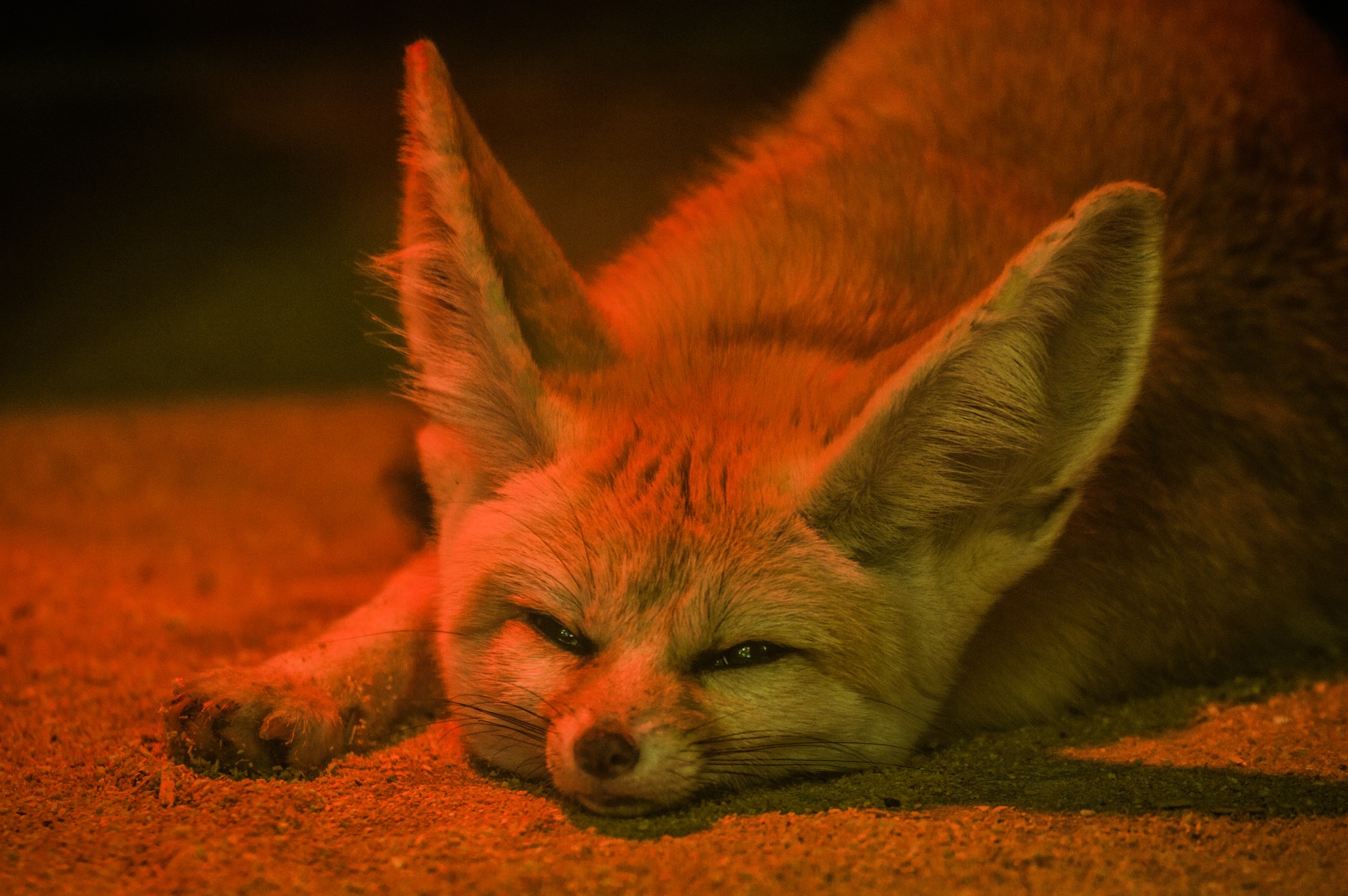 Fonds d'cran Animaux Fennec 