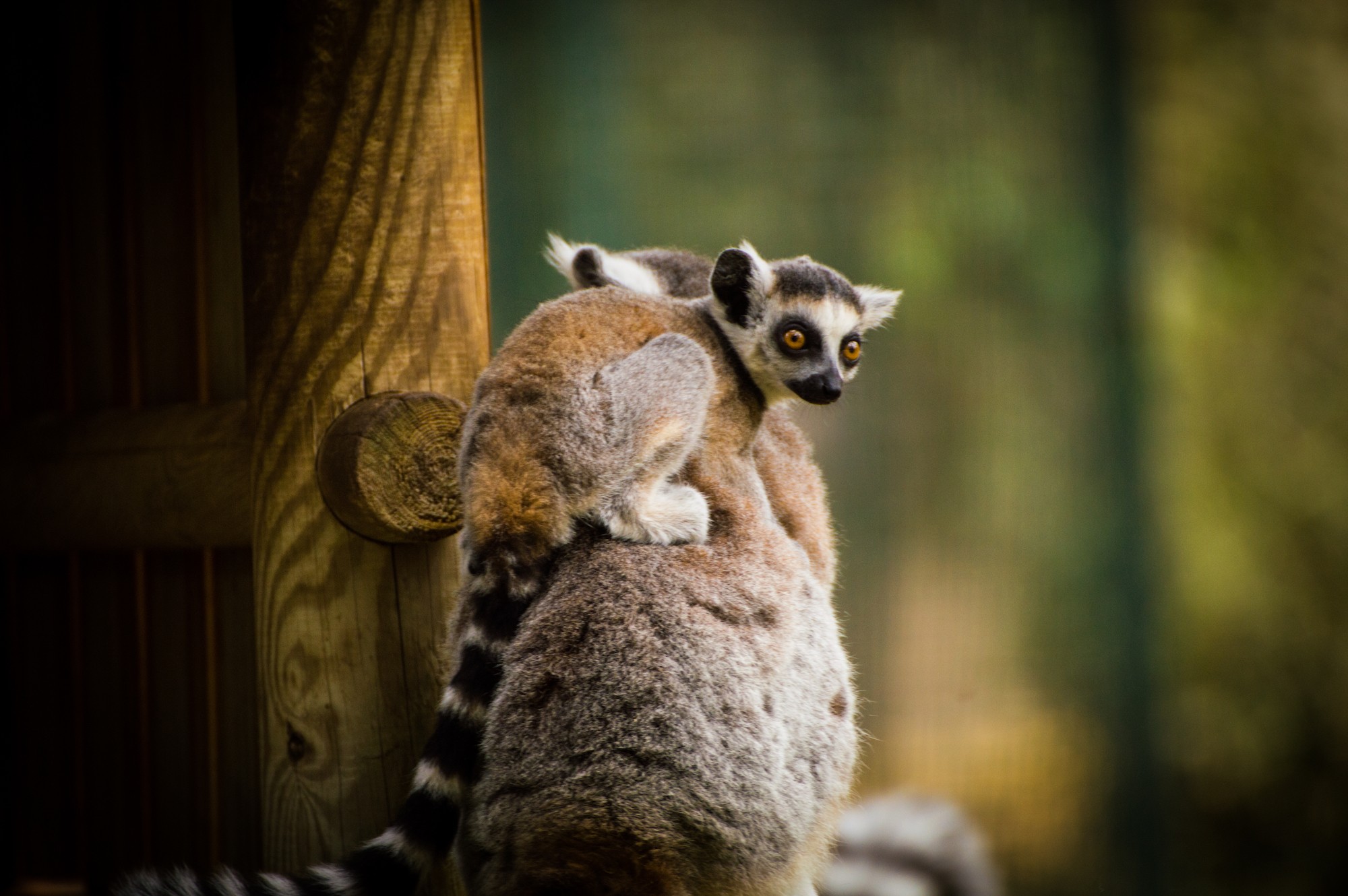 Fonds d'cran Animaux Lmuriens 