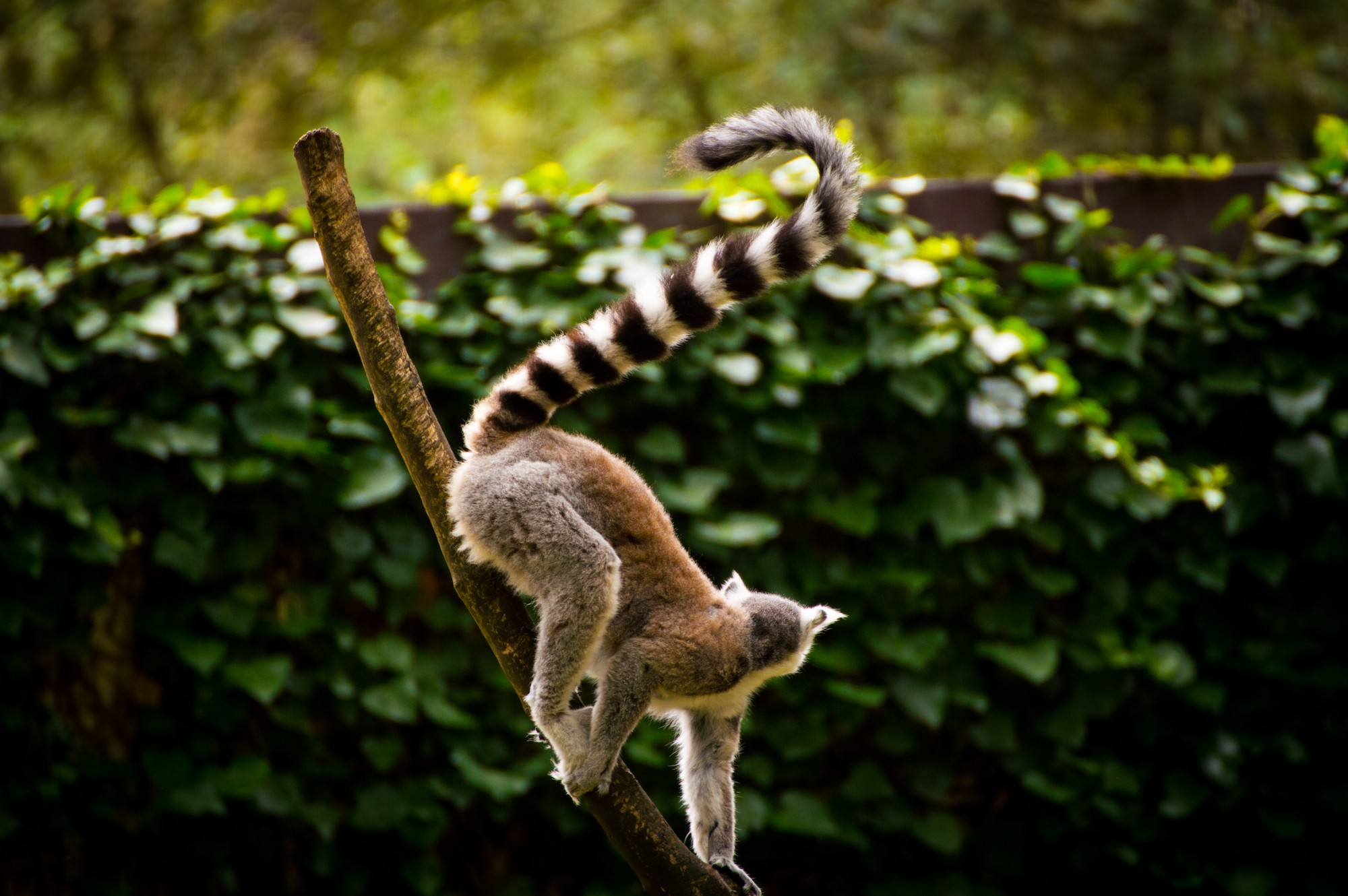 Fonds d'cran Animaux Lmuriens 