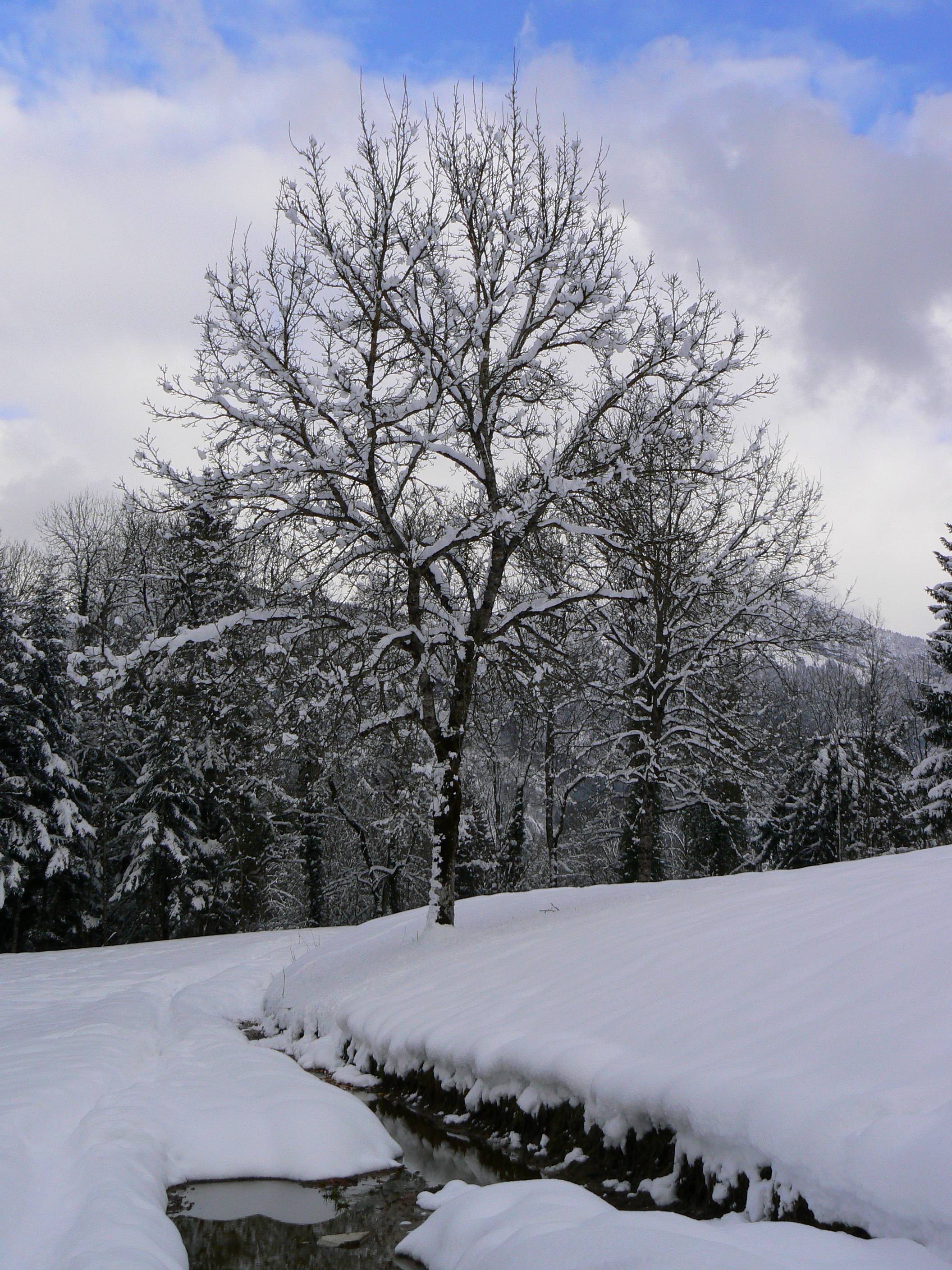 Fonds d'cran Nature Arbres - Forts Paysage de montagne enneigée. 