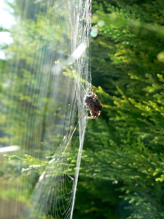 Fonds d'cran Animaux Araignes Araignée 02