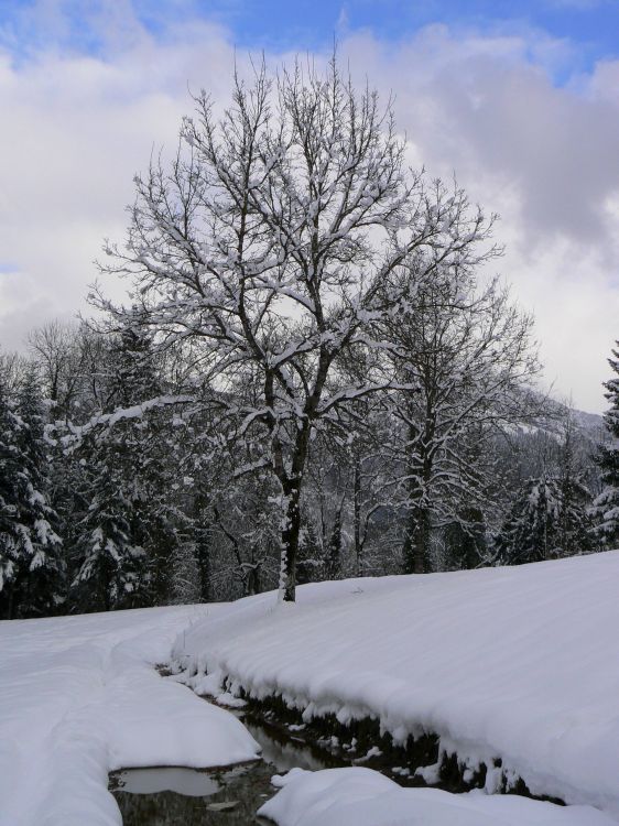 Fonds d'cran Nature Arbres - Forts Paysage de montagne enneigée. 