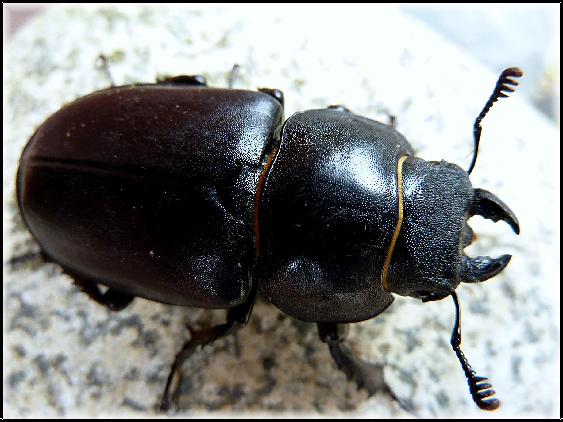 Fonds d'cran Animaux Insectes - Scarabes Cornard