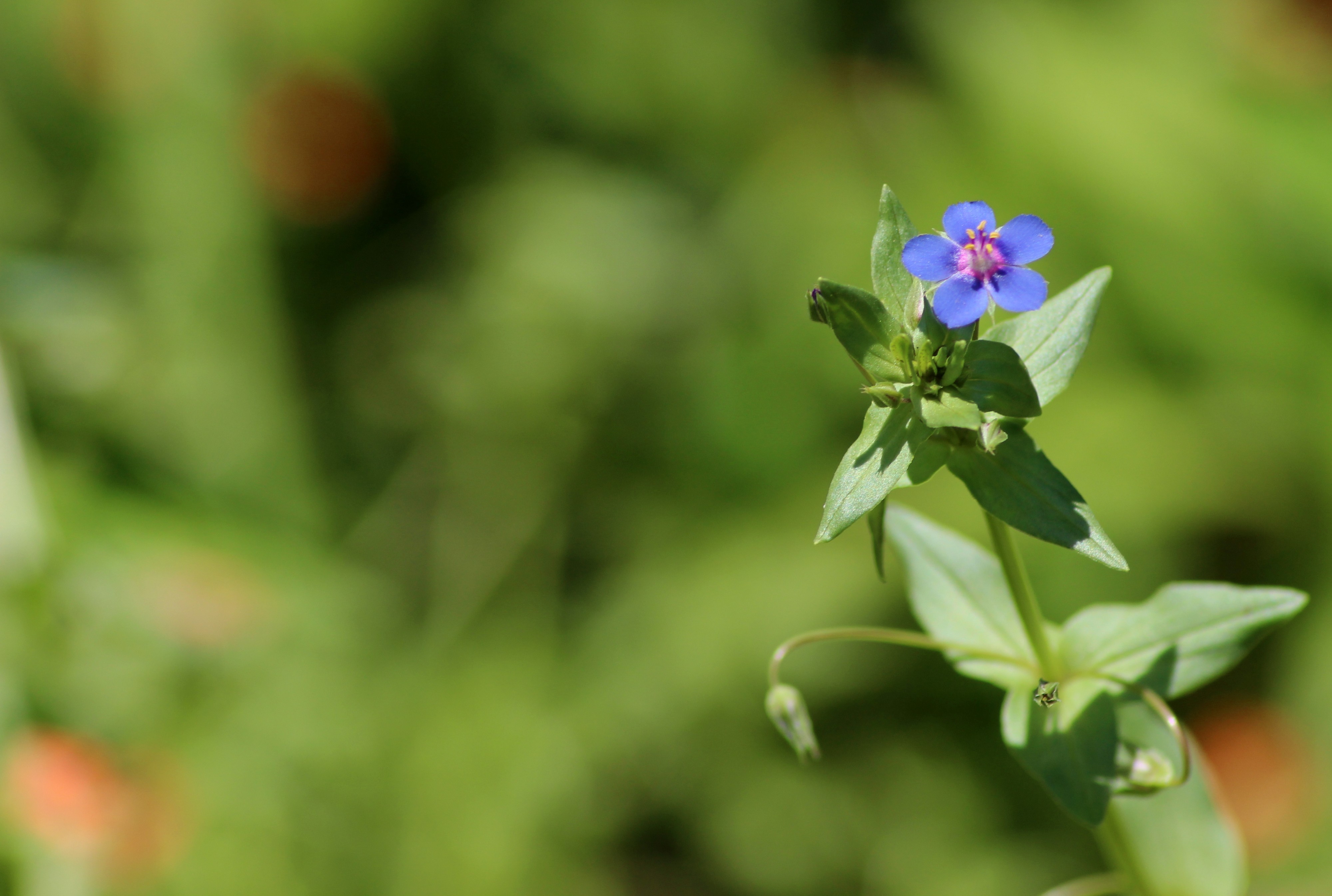 Wallpapers Nature Flowers 