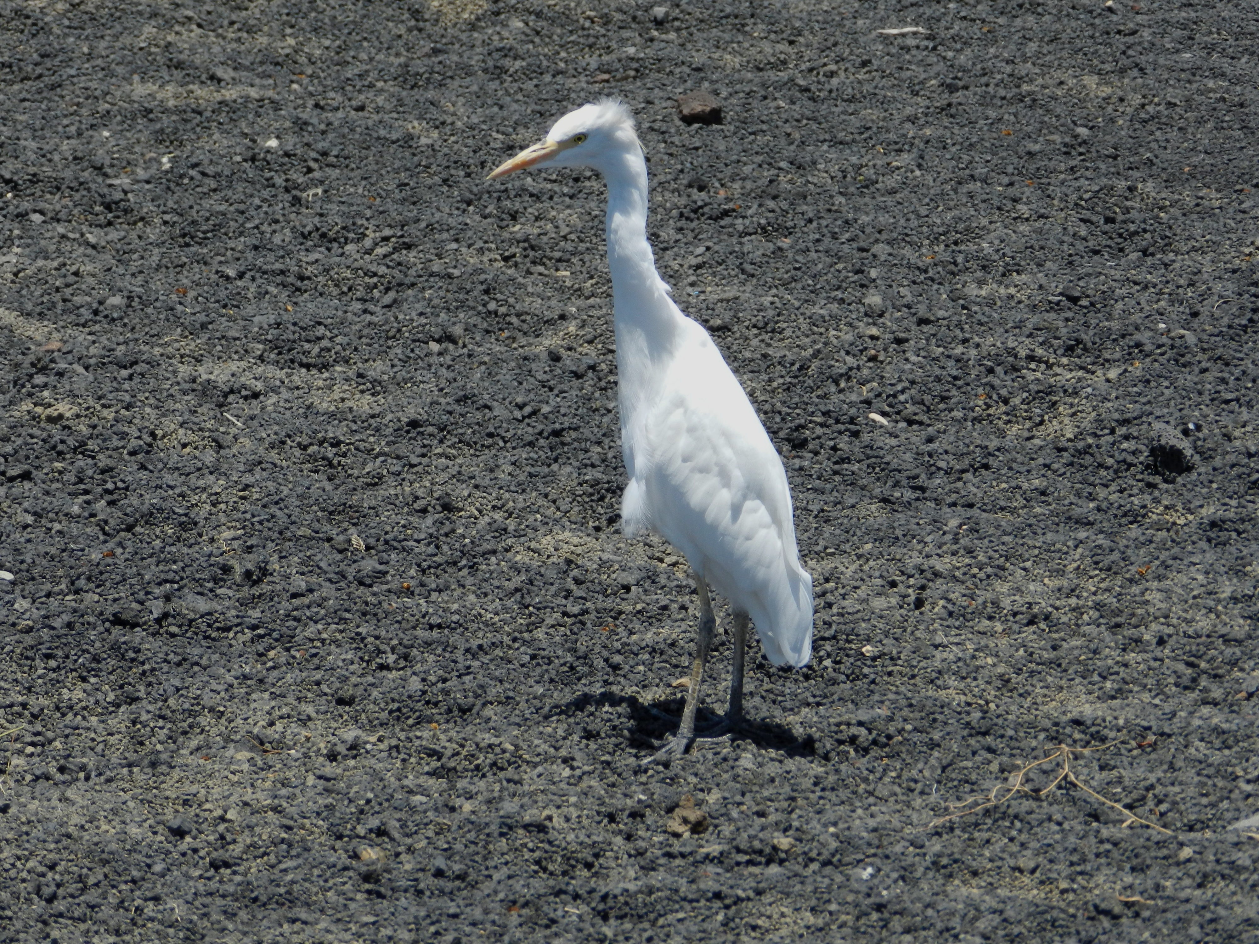 Fonds d'cran Animaux Oiseaux - Divers 