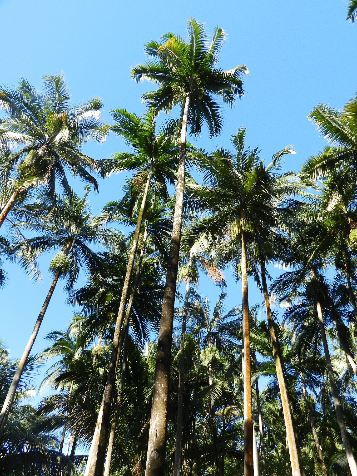 Fonds d'cran Nature Arbres - Forts 