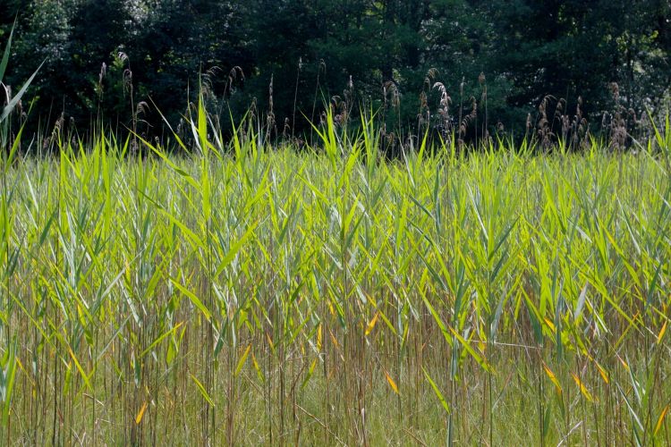 Fonds d'cran Nature Herbes tourbiere etangs du Hanau pres de Bitche en Moselle