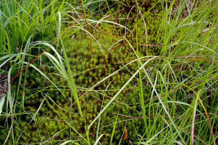 Fonds d'cran Nature Mousses - Lichens tourbiere etangs du Hanau pres de Bitche en Moselle