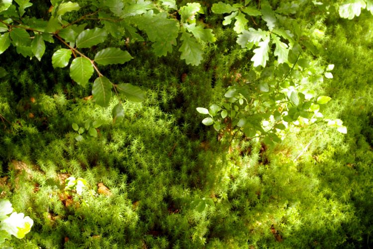 Fonds d'cran Nature Mousses - Lichens tourbiere etangs du Hanau pres de Bitche en Moselle