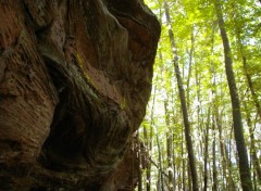  Nature pres de Bitche en Moselle entre frontière francaise et allemande l' Altschlossfelsen