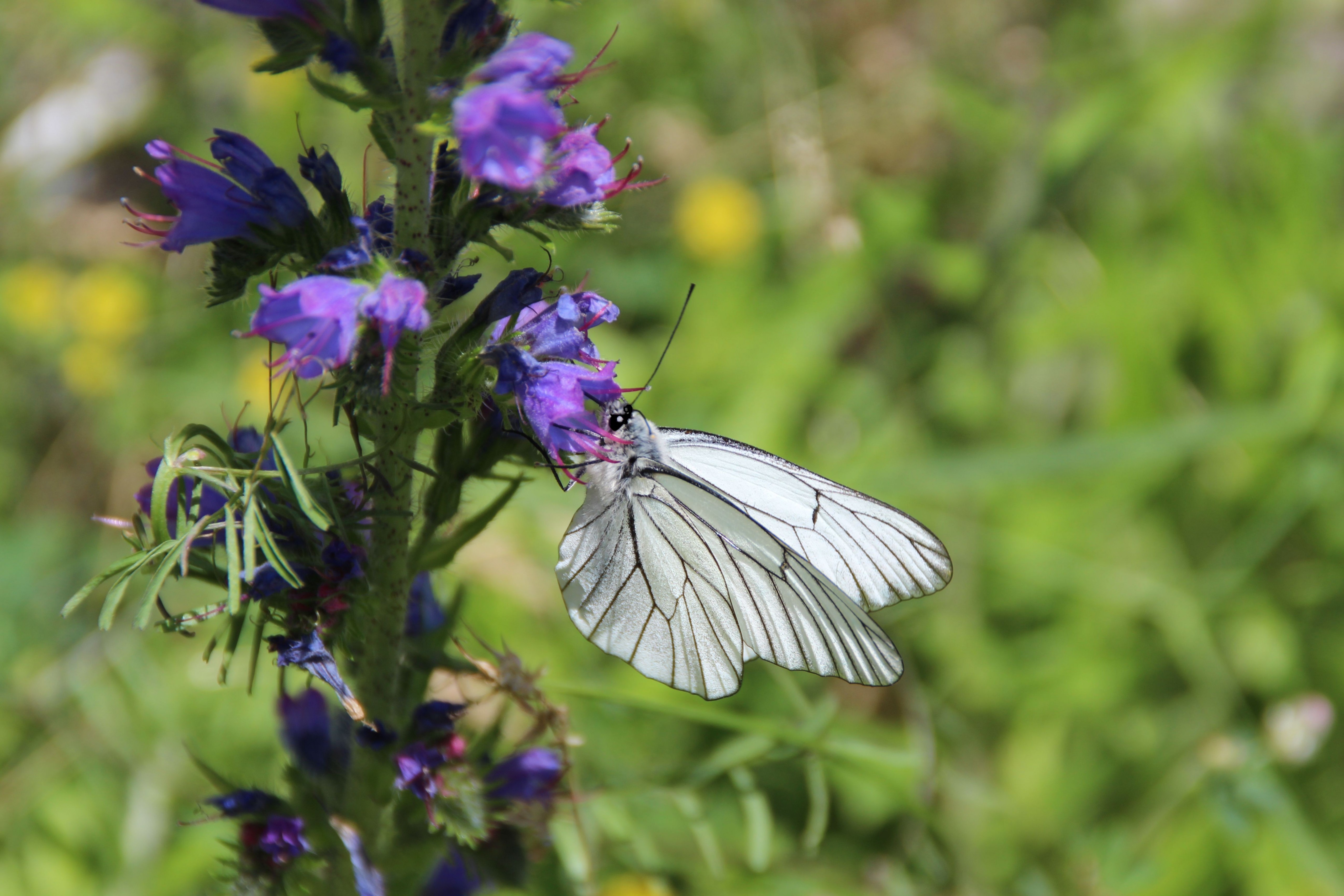 Fonds d'cran Animaux Insectes - Papillons 