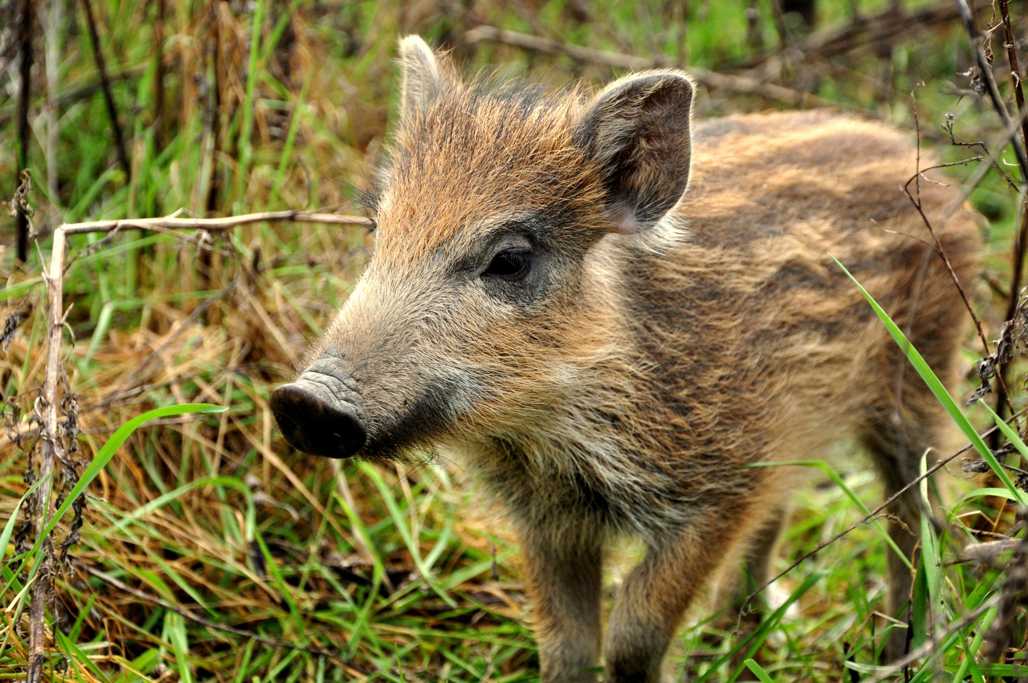 Fonds d'cran Animaux Sangliers - Phacochres 