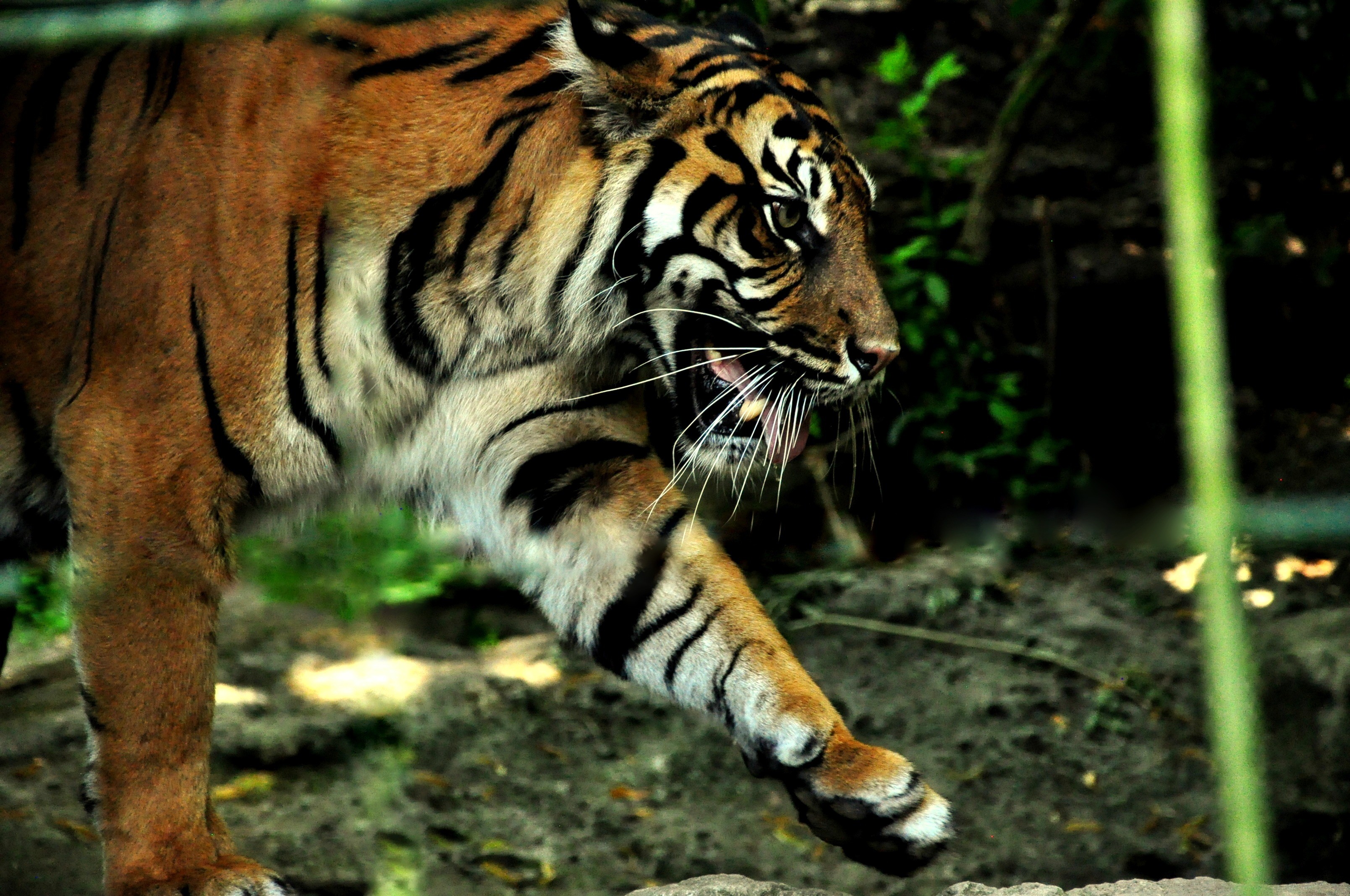 Fonds d'cran Animaux Flins - Tigres 