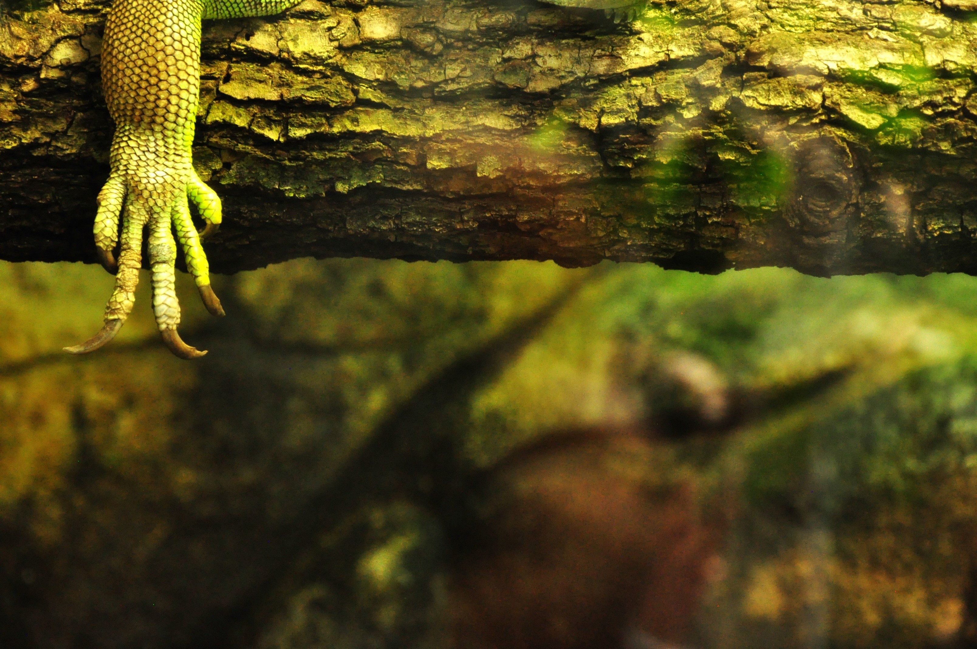 Wallpapers Animals Lizards - Iguanas 