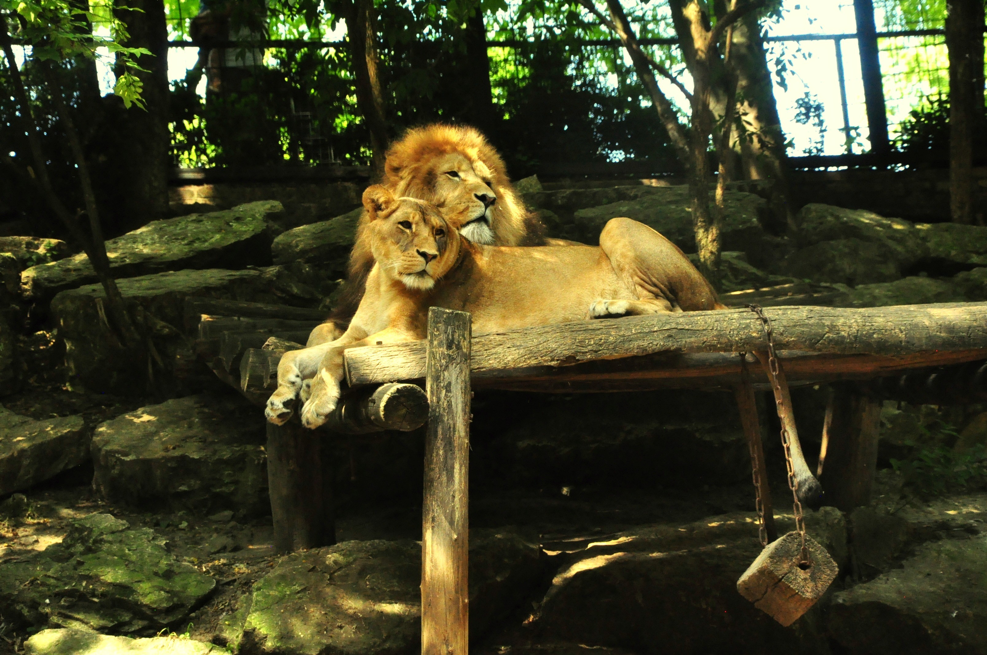 Fonds d'cran Animaux Flins - Lions 