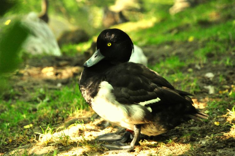 Fonds d'cran Animaux Oiseaux - Canards Canard