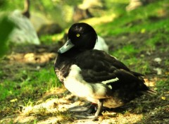  Animaux Canard