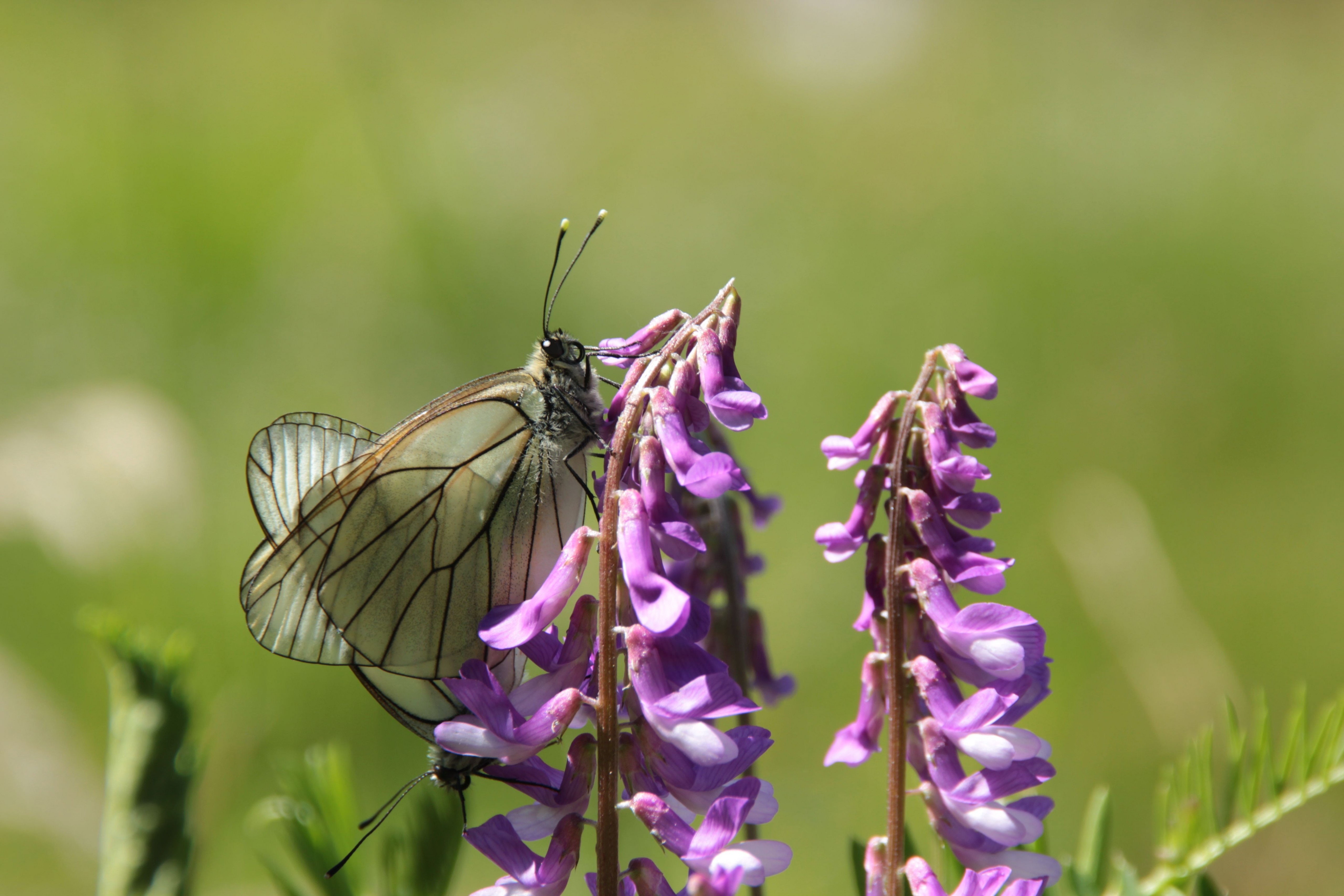 Fonds d'cran Animaux Insectes - Papillons 