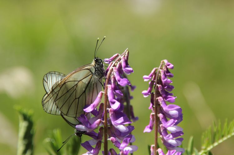 Fonds d'cran Animaux Insectes - Papillons Wallpaper N435670