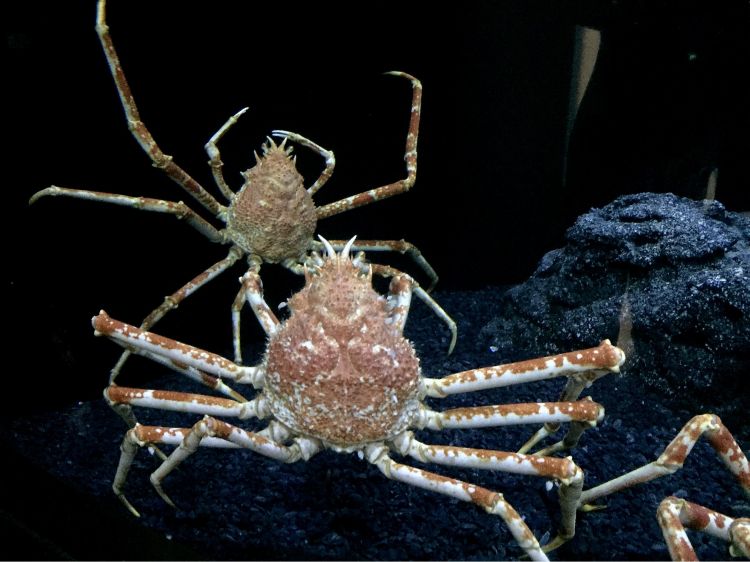 Fonds d'cran Animaux Vie marine - Crustacs Araigne de mer