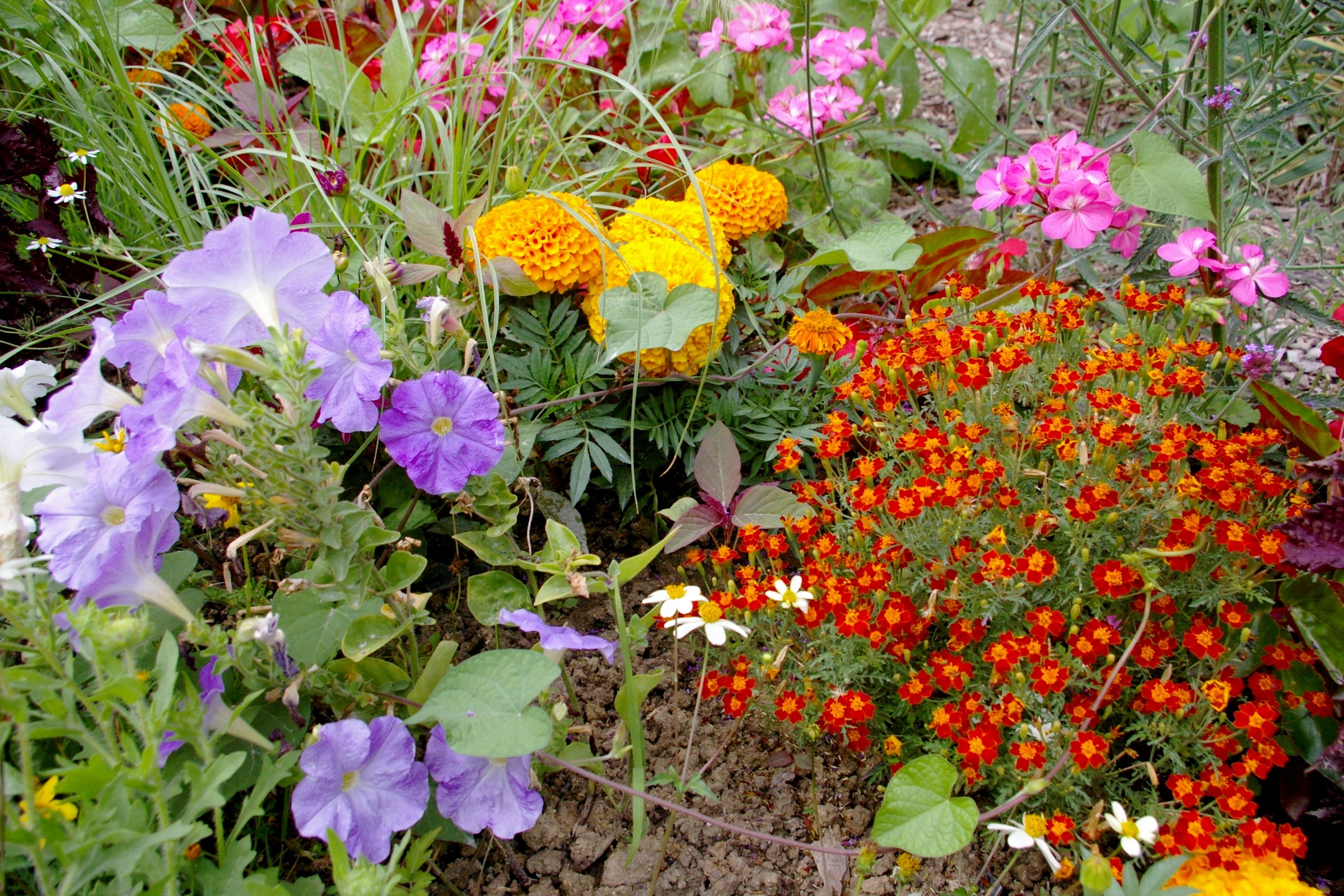 Wallpapers Nature Flowers la coule verte a Paris